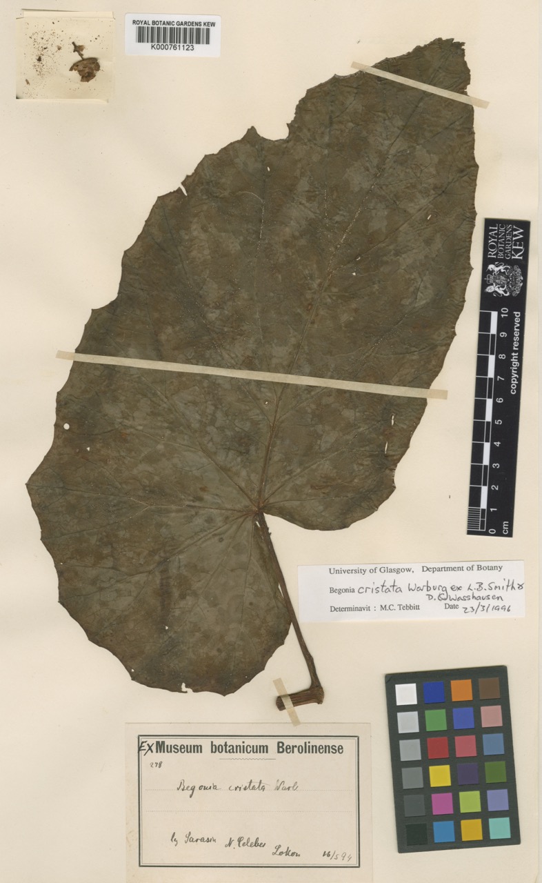 B. cristata